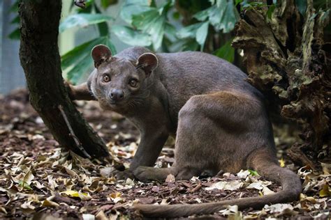 fossa biography