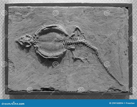 fossiele samenstelling