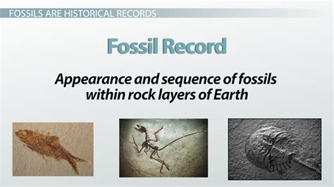Fossil Evidence Of Change Study Guide Answers