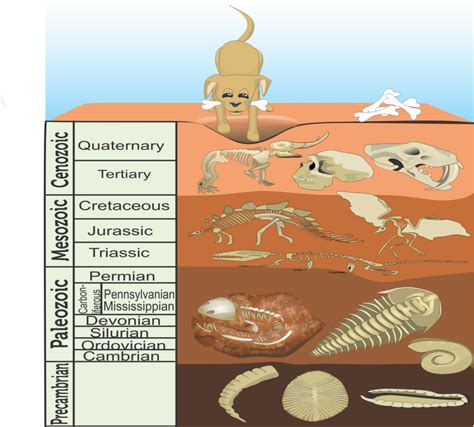 fossil evidence of change study guide answers