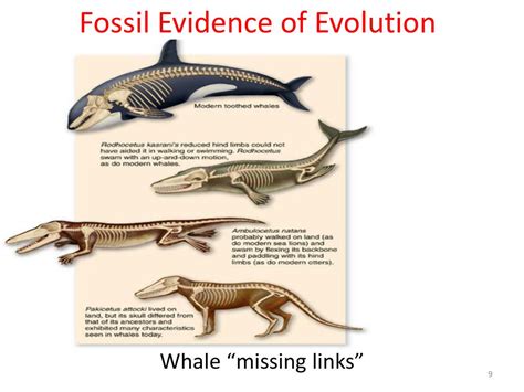 Fossil Evidence Of The Evolution Of The Human Brain