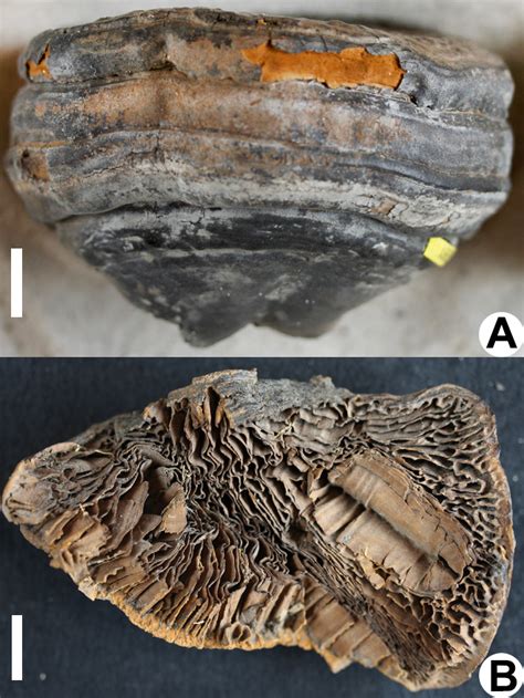 fossil fungi