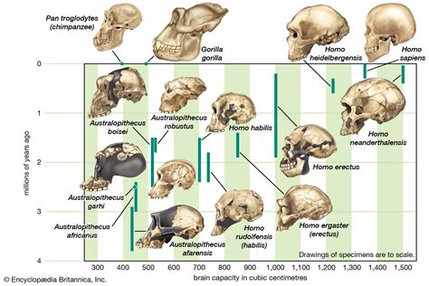 Full Download Fossil Evidence Of The Evolution Of The Human Brain 