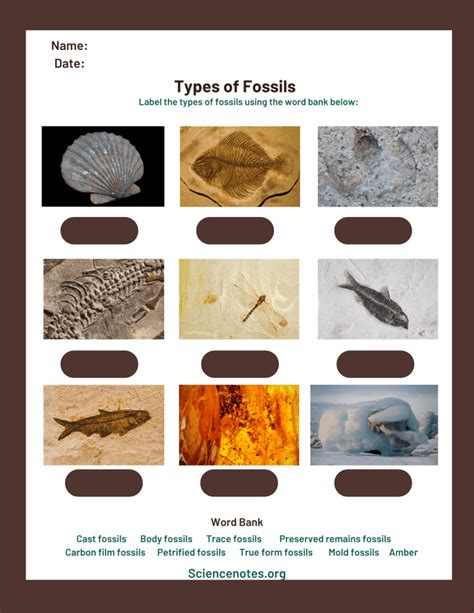 Fossils Identifying Fossils Worksheet - Identifying Fossils Worksheet