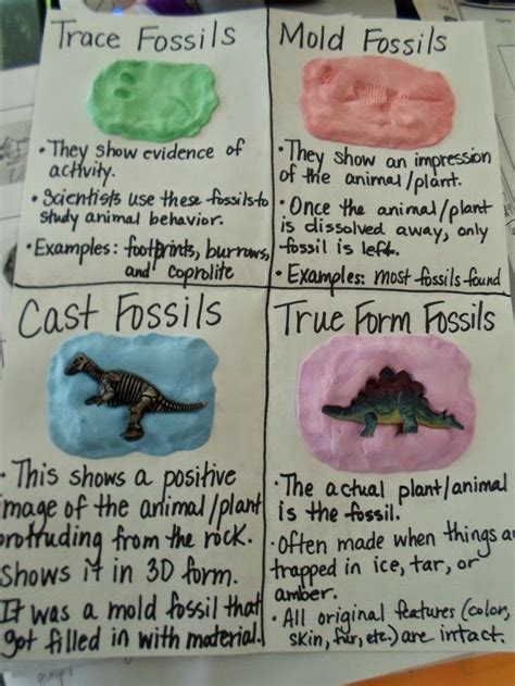 Fossils Lesson Plans Science Lessons That Rock 6th Grade Fossil Worksheet - 6th Grade Fossil Worksheet