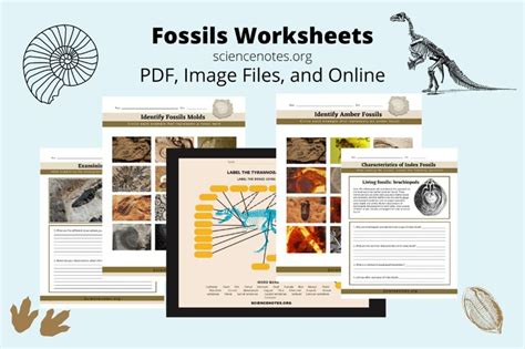 Fossils Pearson Education