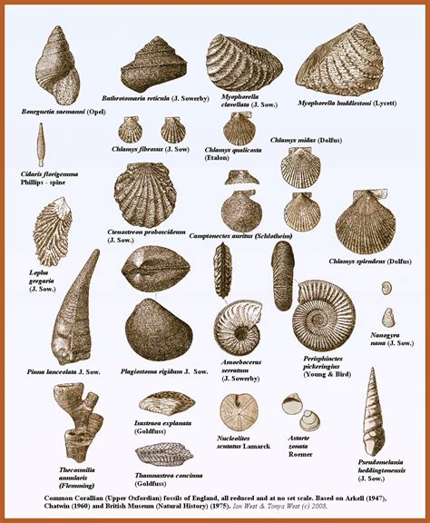 Full Download Fossils Identification Guide 