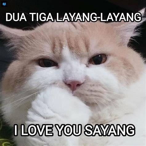 FOTO KUCING MEME - Jual Meme Lucu Kucing Terlengkap & Terbaik