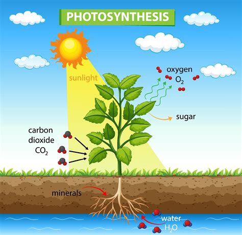 fotosintese