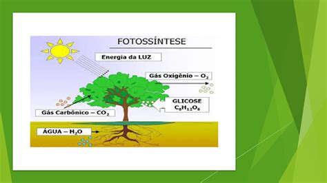 fotosintese-4