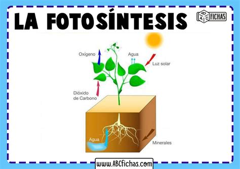 fotosíntesis - desenhos tumblr para desenhar