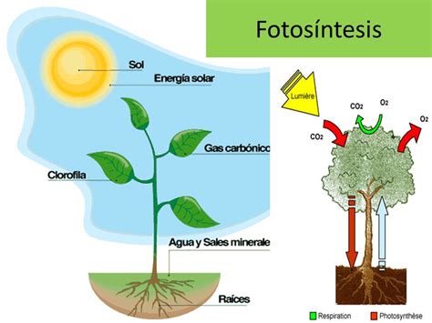 fotosíntesis-4