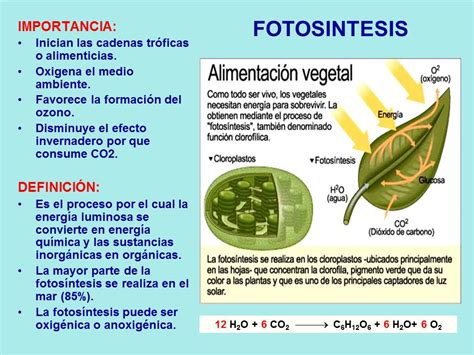fotosíntesis-1