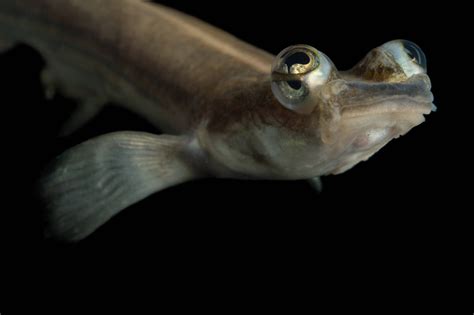 Four Eyed Fish Anableps Anableps Largescale Foureyes