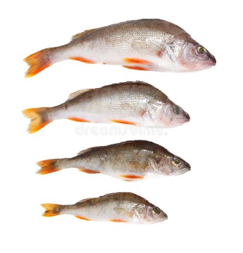 Four Fish