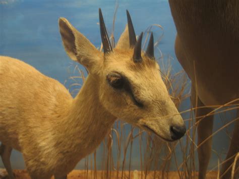 Four Horned Antelope