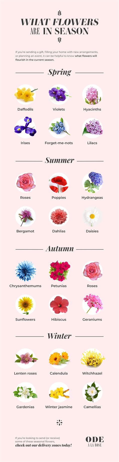 four seasons of flowers a selection of botanical i