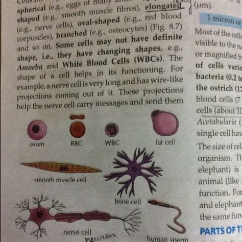 four types of motile cells in human body? - Brainly.com