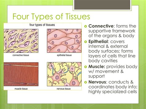Four Types Tissues Diagrams