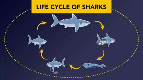 Read Online Four Stages Shark Life Cycle 