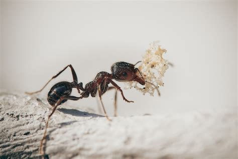 Fourmis