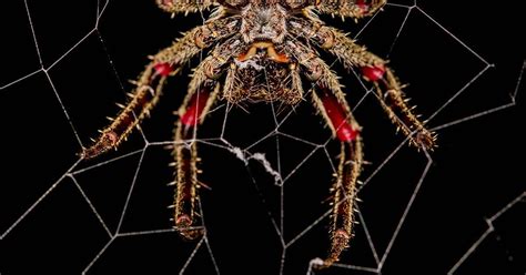 Fourteen Ways That Spiders Use Their Silk Science Spider Science - Spider Science