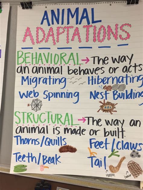 Fourth Grade Grade 4 Adaptations And Behavior Questions Adaptations Over Time Worksheet Answers - Adaptations Over Time Worksheet Answers