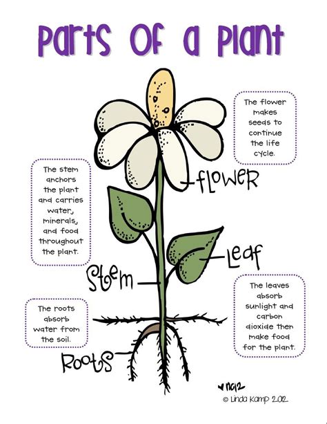 Fourth Grade Plant Biology Projects Lessons Activities Science Plant Worksheet 4th Grade - Plant Worksheet 4th Grade
