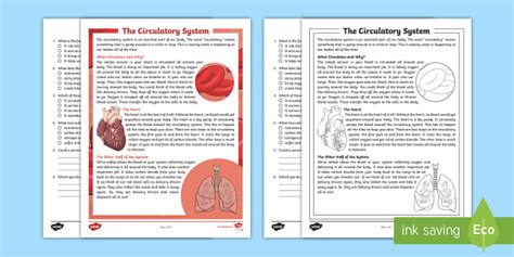 Fourth Grade The Circulatory System Reading Comprehension Activity Circulatory System 4th Grade - Circulatory System 4th Grade