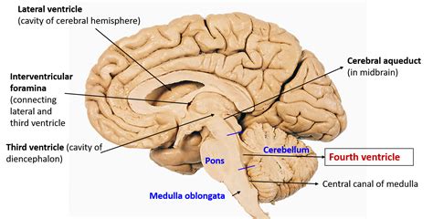 Fourth Ventricle Of Brain