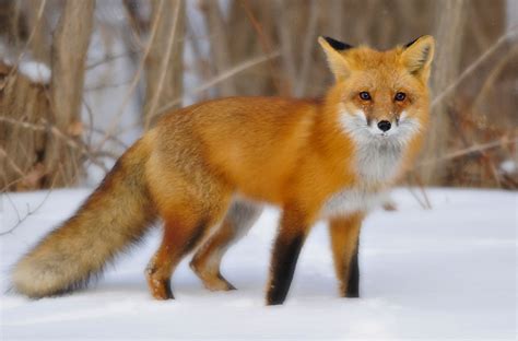 fox+