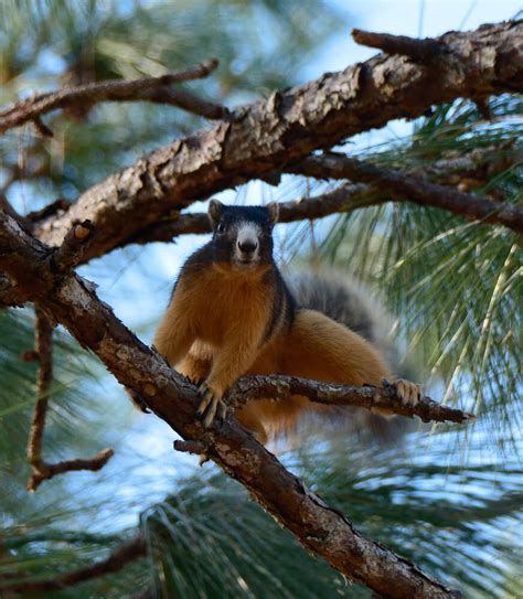 fox squirrel florida
