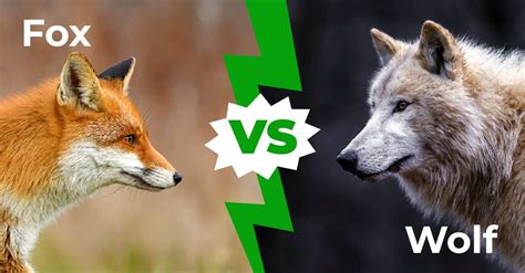 Fox Wolf