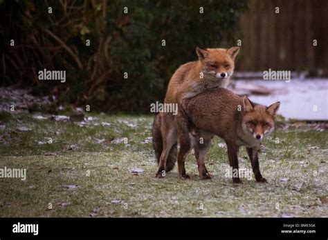Foxes having sex