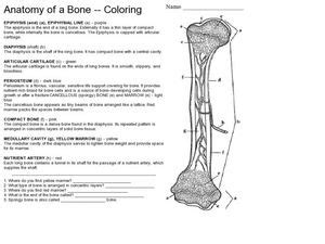 Fractures Mdash Lesson Plans Amp Printables By River Types Of Bone Fractures Worksheet - Types Of Bone Fractures Worksheet