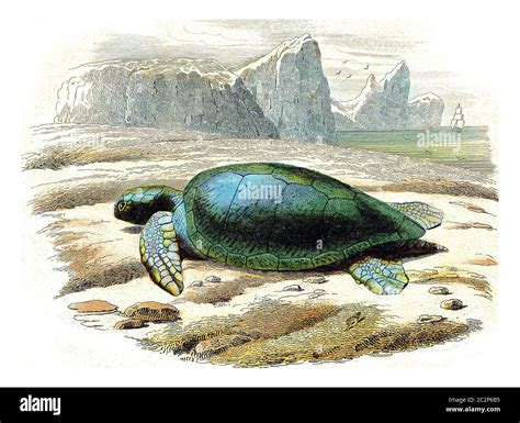Frank The Turtle
