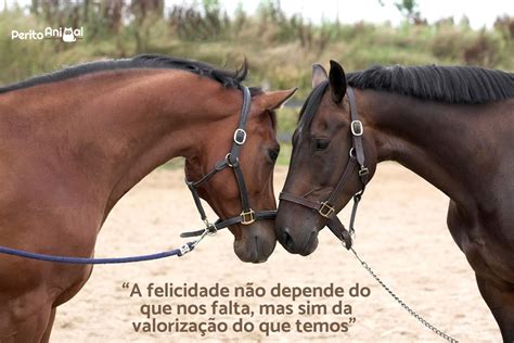 Frases Sobre Cavalos
