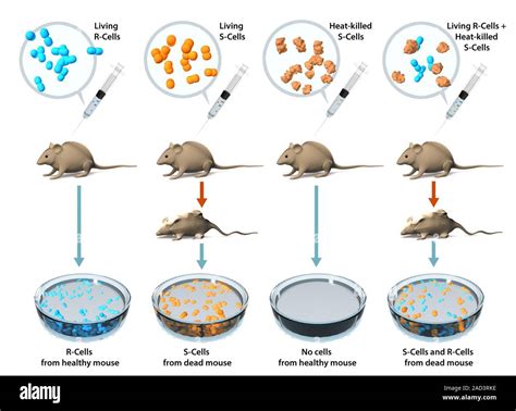frederick griffith experiment year