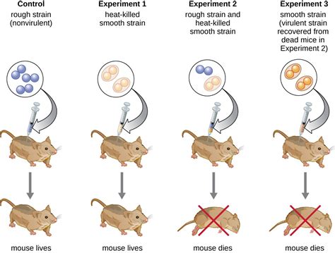 frederick griffith mice experiment