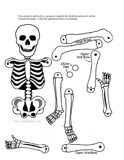 Free Amp Fun Assemble A Skeleton Printables Easy Skeleton Worksheets For Kindergarten - Skeleton Worksheets For Kindergarten