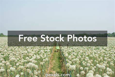 free babes nude pics
