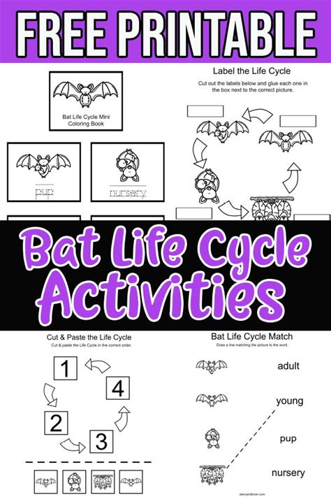 Free Bat Life Cycle Worksheets For Kids Bat Activities For 2nd Grade - Bat Activities For 2nd Grade