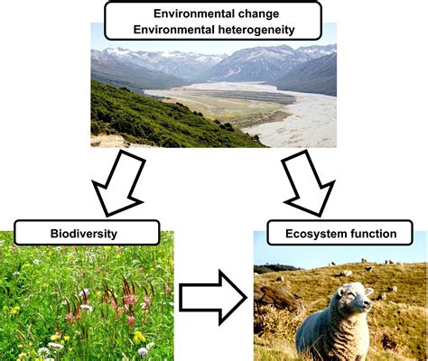 Free Biodiversity In Ecosystems Principles And Case Studies 6 3 Biodiversity Worksheet Answers - 6 3 Biodiversity Worksheet Answers