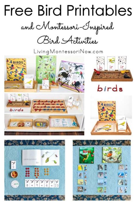 Free Bird Printables And Montessori Inspired Bird Activities Parts Of Birds For Kindergarten - Parts Of Birds For Kindergarten