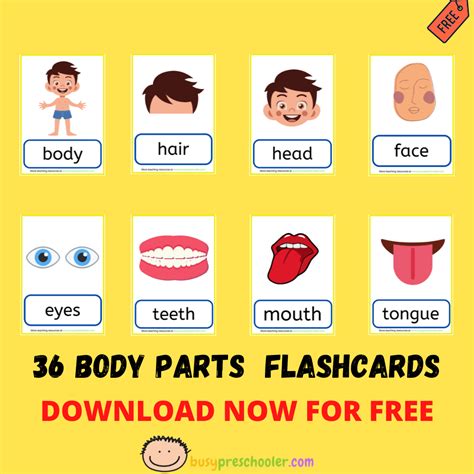 Free Body Parts Flashcards Busypreschooler Com Preschool Body Parts Flashcards Printable - Preschool Body Parts Flashcards Printable