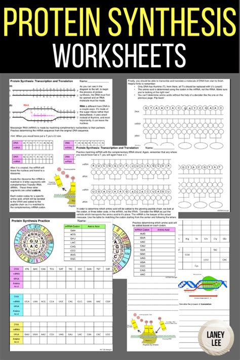 Free Collection Of Protein Synthesis Worksheets For Students Protein Synthesis Practice Worksheet Answer Key - Protein Synthesis Practice Worksheet Answer Key