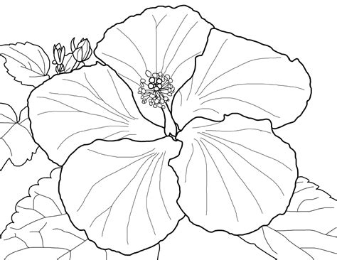 Free Coloring Pages Of Hibiscus Flowers Coloring Nation Hibiscus Flower Coloring Pages - Hibiscus Flower Coloring Pages