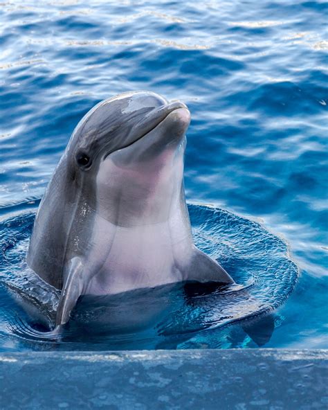 Free Dolphin Pictures Dolphin Pictures To Print - Dolphin Pictures To Print
