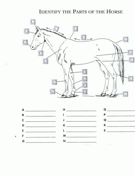 Free Educational Printable On The Horse Life Cycle Life Cycle Of A Horse Diagram - Life Cycle Of A Horse Diagram