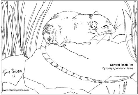 Free Endangered Animal Colouring Pages Alicia Rogerson Art Endangered Animals Coloring Pages - Endangered Animals Coloring Pages